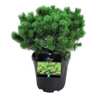 Pinus mugo Mumpitz