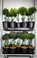 Conifers in varieties