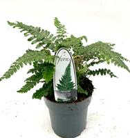 Polystichum polyblepharum