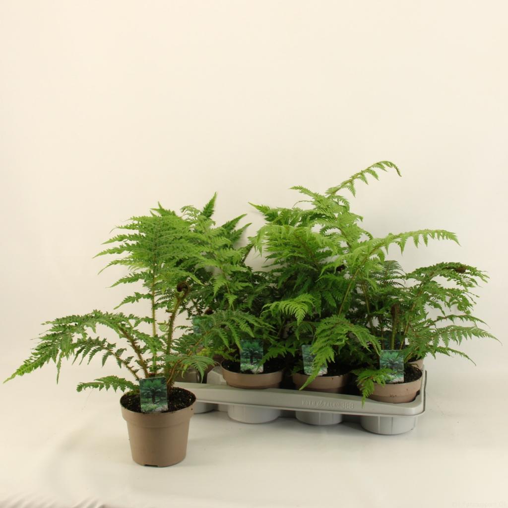 Picture of Cyathea Australis P12 30CM
