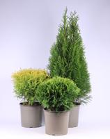 Thuja in varieties