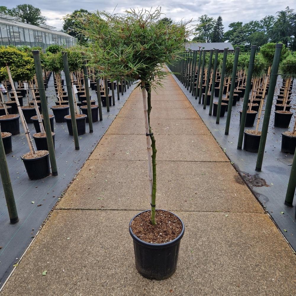Picture of Fagus sylv. Mercedes C12 80/STD