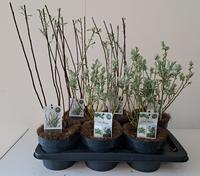 Salix in varieties