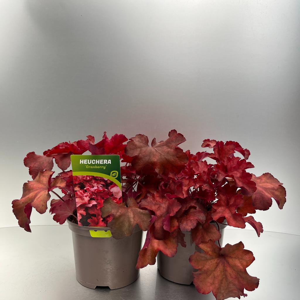Picture of Heuchera Cranberry P17 (2 Ltr)