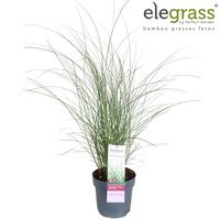 Miscanthus sin. Ferner Osten
