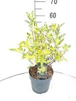 Sambucus nigra Madonna
