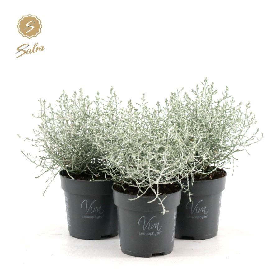 Picture of Leucophyta brownii Challenge P10