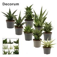 Sansevieria Luxury Mix