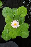 Nymphaea Ray Davies