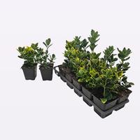 Euonymus japonicus 2 varieties
