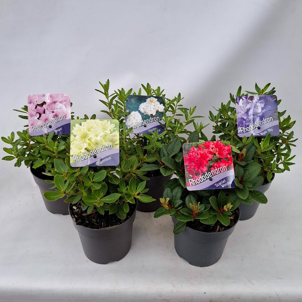 Picture of Rhododendron Dwarf in varieties P13