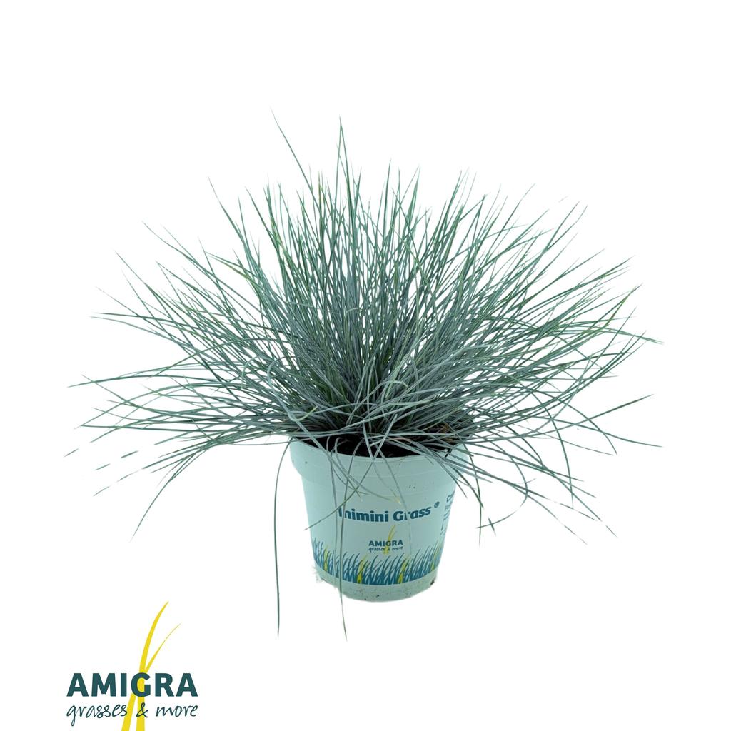 Picture of Festuca glauca CompactA Blue® P10.5