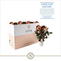 Anthurium Rainbow Champion in ecobox