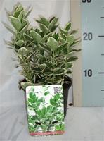 Euonymus jap. Kathy
