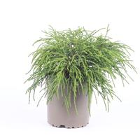 Chamaecyparis pis. Filifera Nana