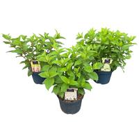 Hydrangea pan. in Varieties