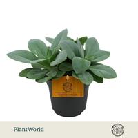Senecio cephalophorus