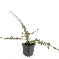 Cotoneaster suec. Coral Beauty