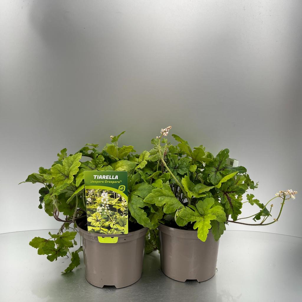 Bild von Tiarella Jeepers Creepers P17 (2 Ltr)