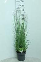 Panicum virg. Heavy Metal