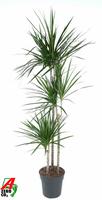 Dracaena marginata 90-60-30