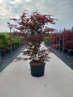 Acer pal. Atropurpureum