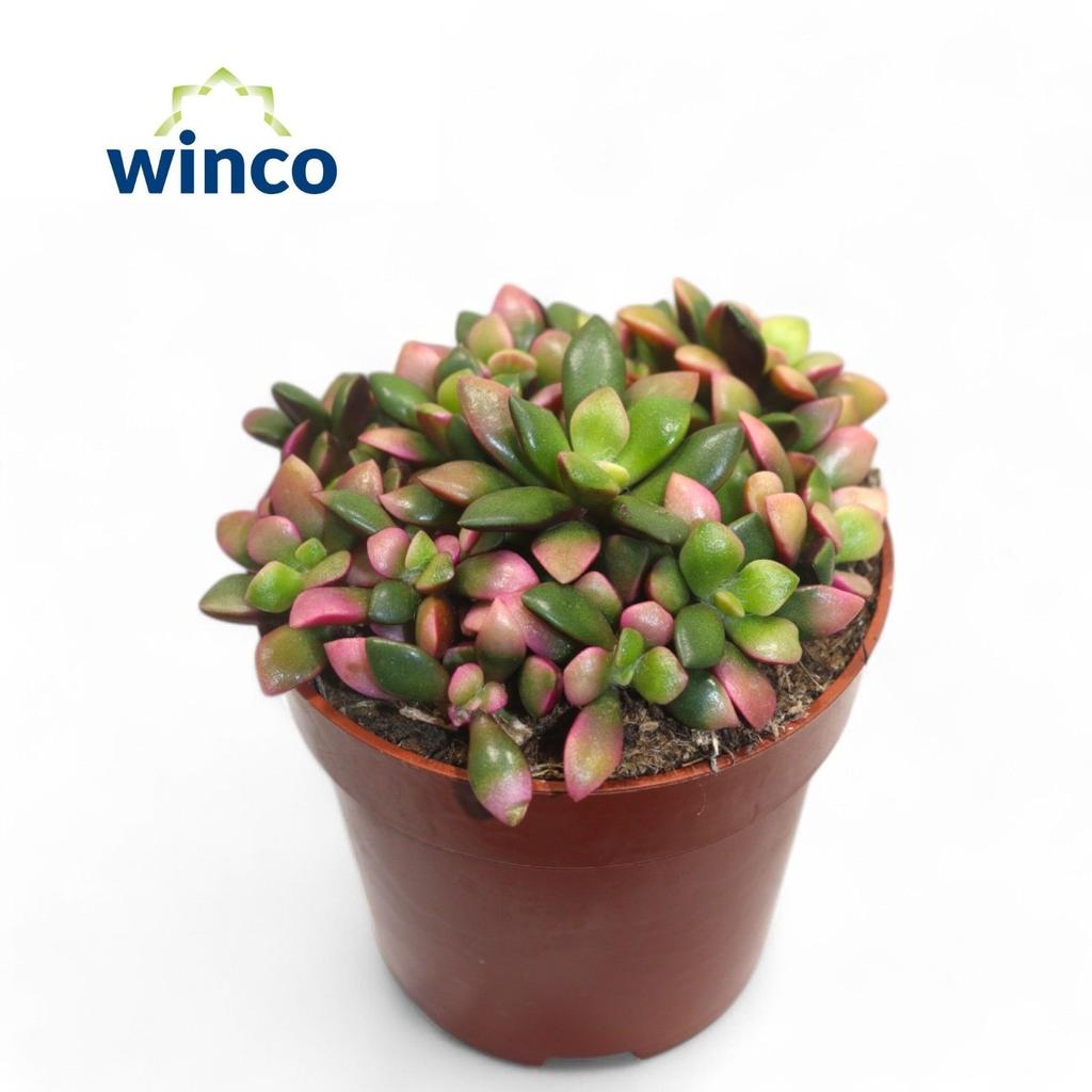 Picture of Anacampseros Sunrise (Decorum) P8.5