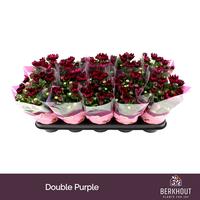 Chrysant Tourmalet
