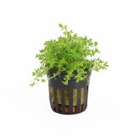 Micranthemum micrantemoides