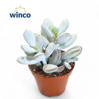 Cotyledon Orbiculata Higginsiae