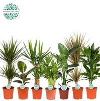 Houseplants in varieties specials