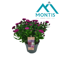 Aster Showmaker Magenta