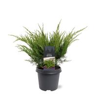 Juniperus pfit. Mint Julep