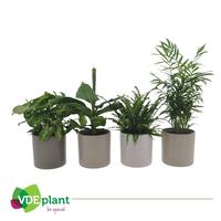 Houseplants green in varieties in Havana ceramics