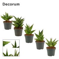 Sansevieria Crown Mix