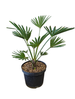 Trachycarpus wagnerianus