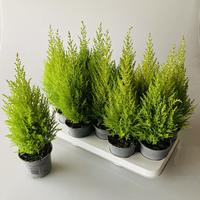 Cupressus macr. Goldcrest Wilma