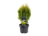 Platycladus orient. Aurea Nana