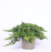 Juniperus proc. Nana