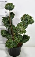 Juniperus chin. Blue Alps