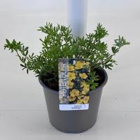 Potentilla frut. Goldfinger
