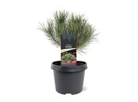 Pinus sylvestris Watereri