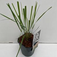 Calamagrostis acut. Karl Foerster