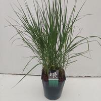 panicum virg. Prairie Sky