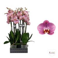 Phalaenopsis hybrid Honey Peach
