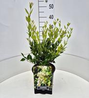 Ligustrum lucidum