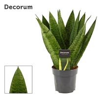 Sansevieria Zeylanica Fan