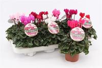Cyclamen Garden Green Leaf