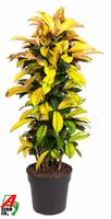 Codiaeum Mrs Iceton branched