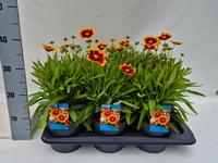 Coreopsis Up Tick Gold & Bronze